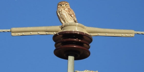 Cubierta aislante sobre el aislador para evitar que los pájaros reciban una descarga