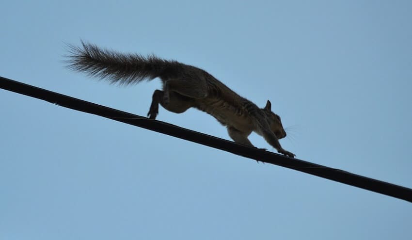 Squirrel running on power line without being electrocuted