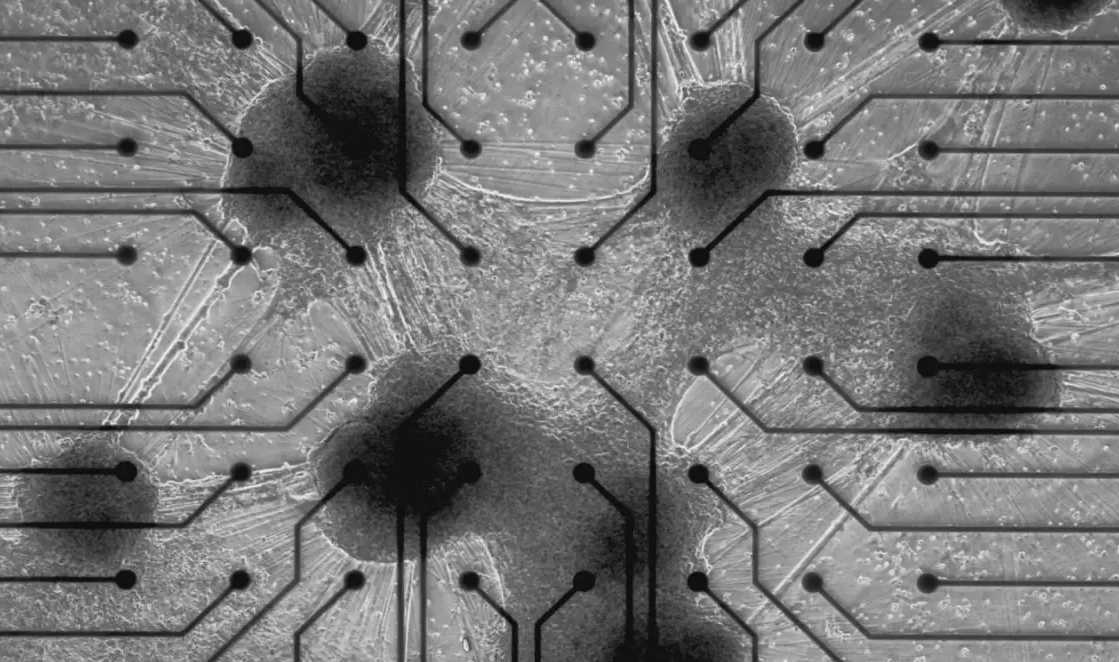 Actual human brain cells, living on a silicon chip among an array of input & output electrodesCortical Labs